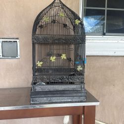 Bird Cage 