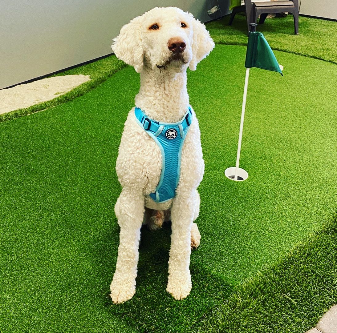 Cool-Flo Pet Turf