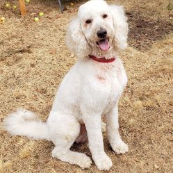 Glass Table Top. Sorry No Picture.