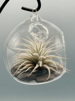Live Air Plants! Perfect EZ Care Gift! Special Mother’s Day Prices