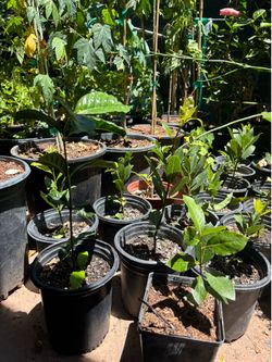 Planta de Laurel