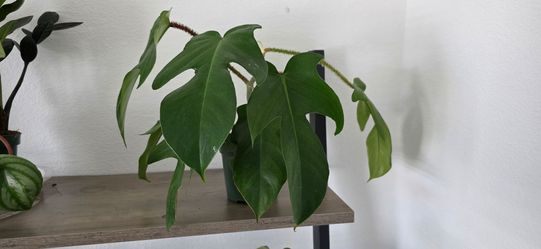 🌿 Philodendron Squamiferum 🌿 Established Plant • New Growth