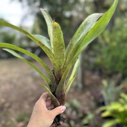 Neoregelia Bromeliad Plant 