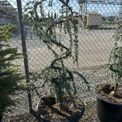 topiary plant