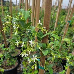 Start Jasmine 