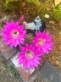 Cactus in pot