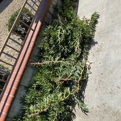  Succulent ice Plant ground Cover,  $20. Pick Up In Mira Mesa