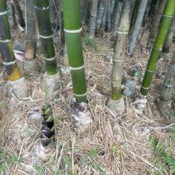 Bamboo Plant For Sale