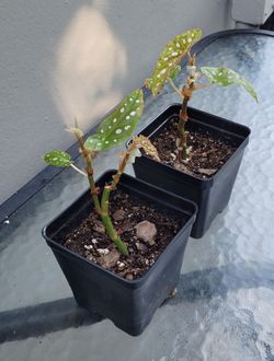 Begonia Maculata (polka dot )