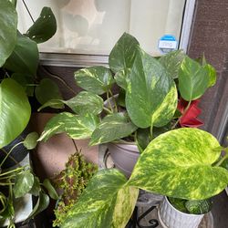 Plant Thai