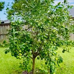 Mexican Lime Trees / Árboles De Limon Mexicano $40 each 