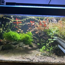 20 Gallon