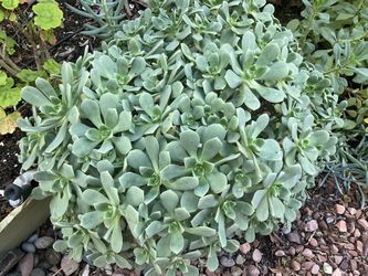 2 Varieties Of Aeoneums Succulent Plants