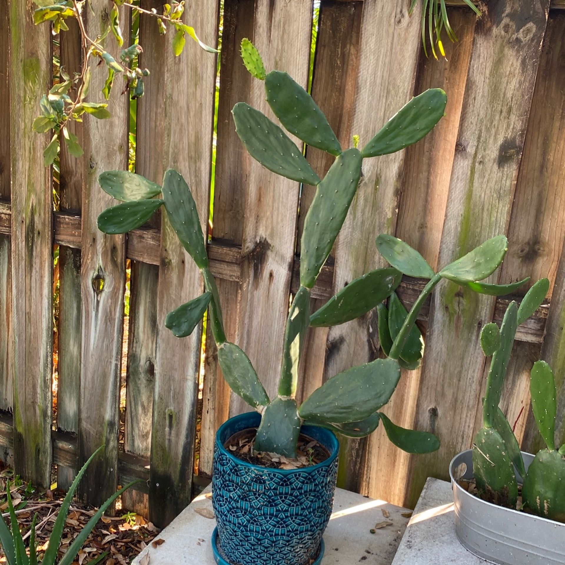 prickly pear cactus for Sale in Fort Lauderdale, FL OfferUp