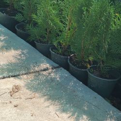 Pine Tula 1gallon Pinos Tulas 