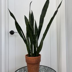 Snake Plant w/ Terra-cotta Pot 🐍🪴 