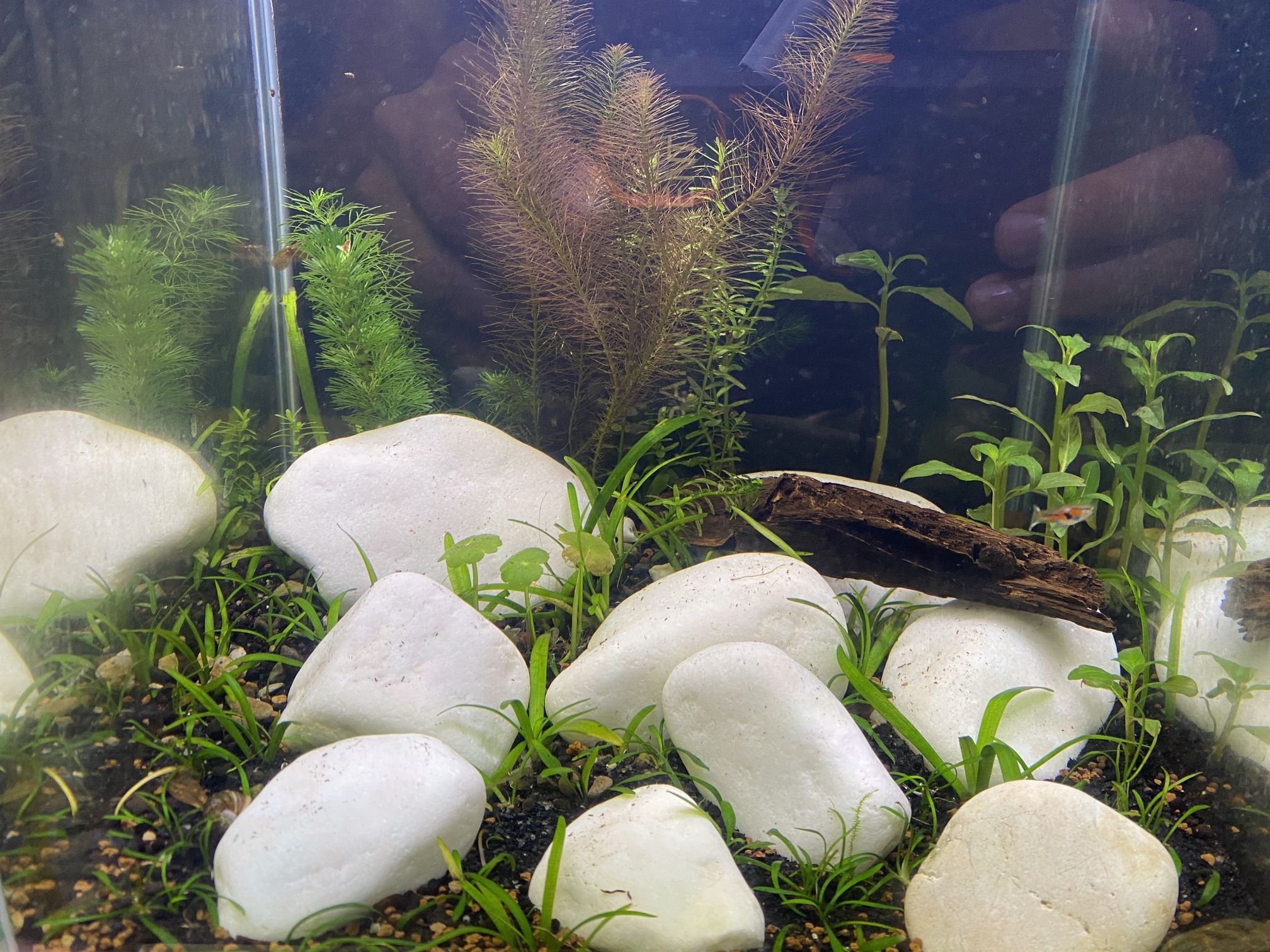 Fluval Chi 5 Gallon Fish Tank Aquarium As Pictured