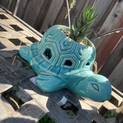 Turquoise Turtle *Zebra Plant