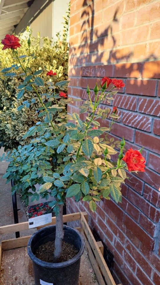 Red Rose 🌹 Tree