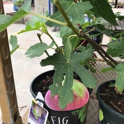 Celeste Brown Fig Fully Grown Plant In 3 Gallon Pot