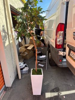 Large Artificial Ficus Tree in White Planter