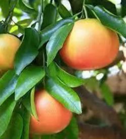 Grapefruit Tree,) Arbol de toronjas