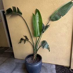 Birds of paradise tall plant & Metallic Grey Large Ceramic Pot