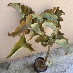 Kalanchoe beharensis ‘Velvet Elephant Ear’ ‘Napolean’s Hat’