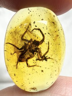 This extraordinary amber specimen originates from the Baltic region, formed over millions of years during the Jurassic period. Preserved within its wa