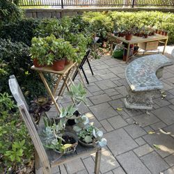 🪴PLANTS MOVING-OUT SALE! ‼️