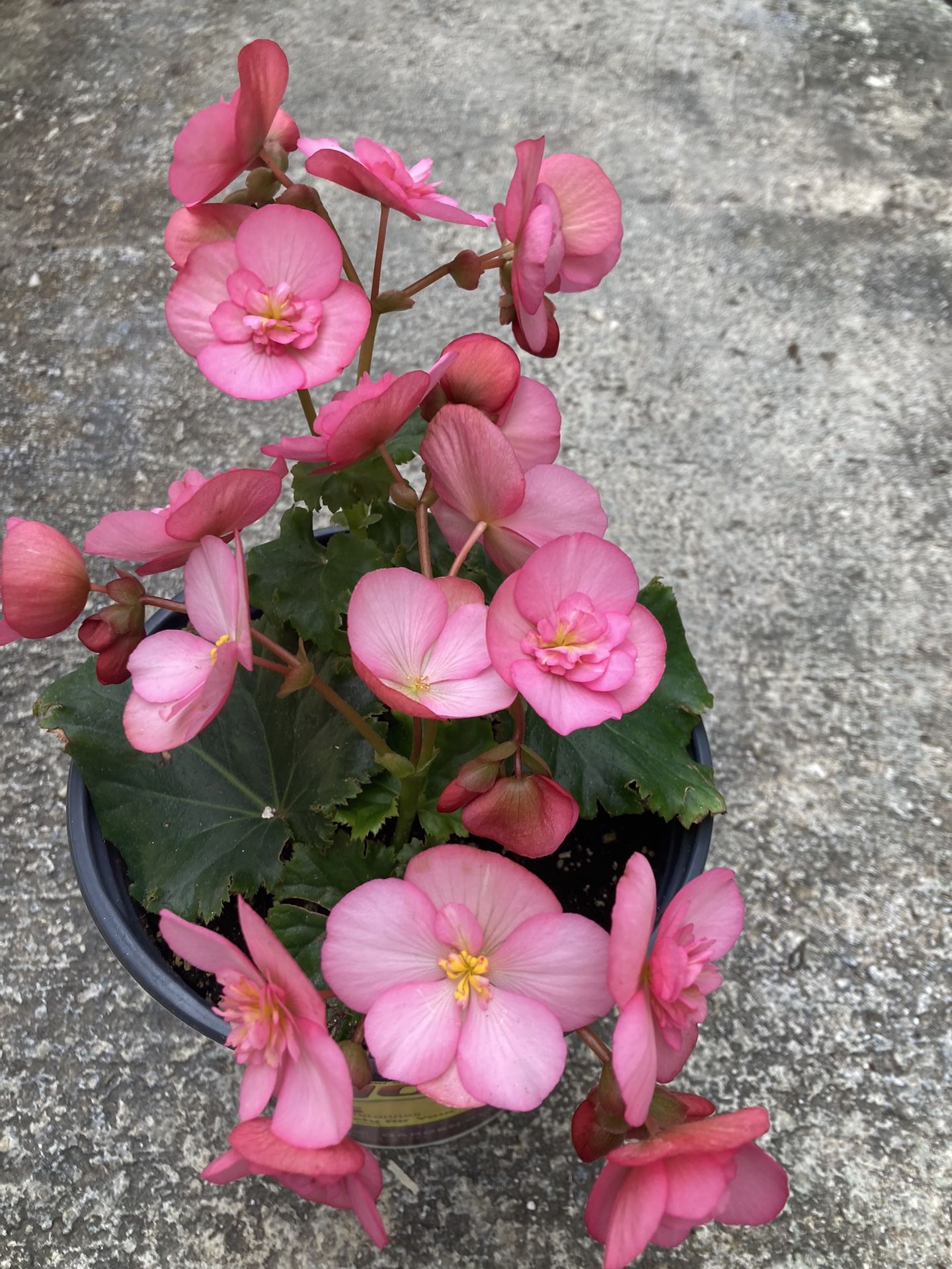Plantas De Venta