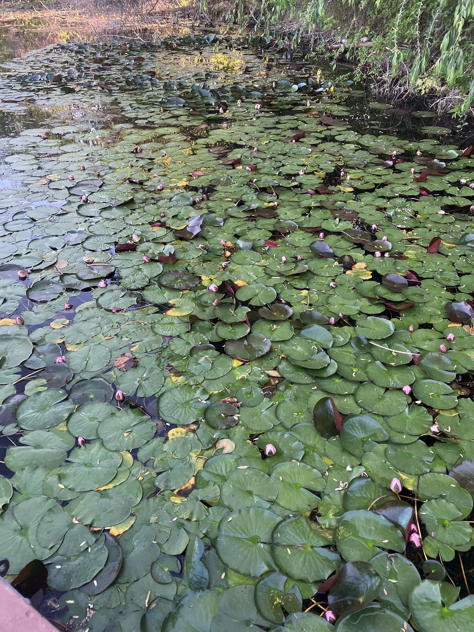 LILY PADS CHEAPPP