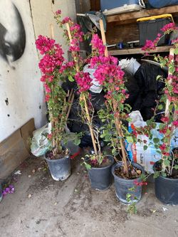Bougainvillea 