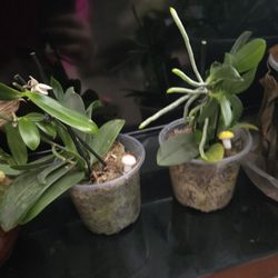 2 Orcids With Arielroots, 1 Year Old