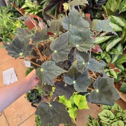 Begonia bowerae ' Black velvet'
