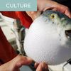 Fugu