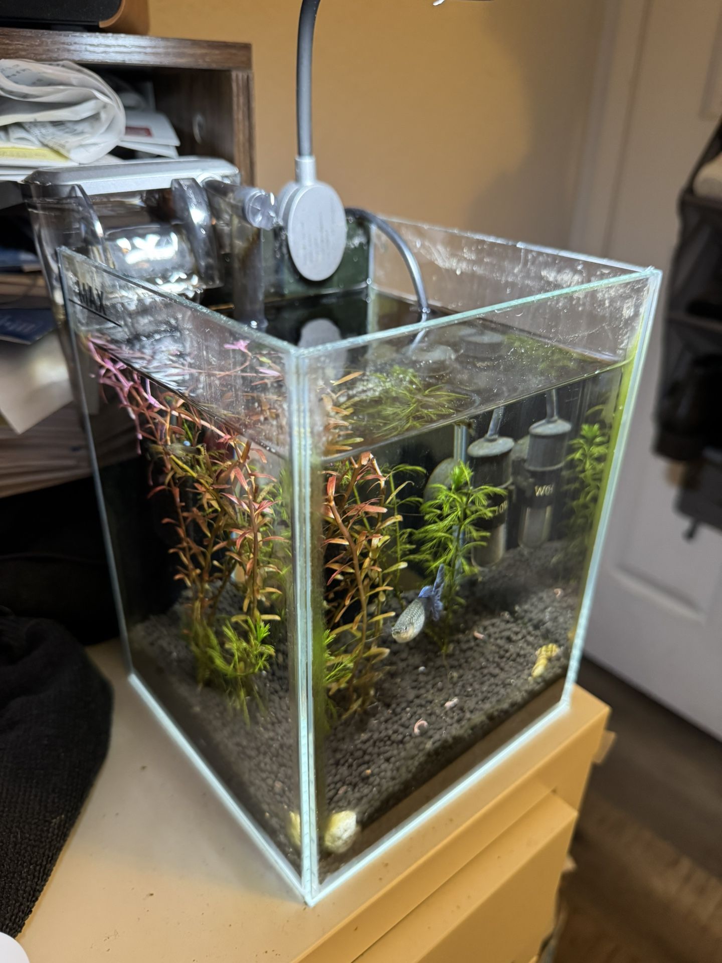 1.5 Gallon Aquarium Fish Tank with gravel, Fish, plants, filter and led light.