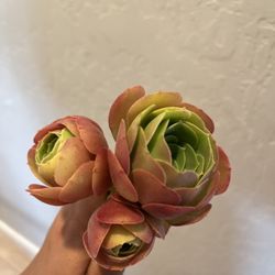 Gorgeous Aeonium Rose Blushing Succulent Vibrant Colors $1 Each