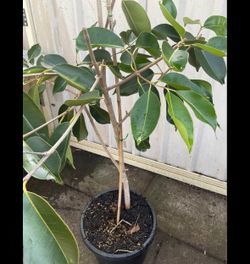 Java Plum Live plant (or Jamun Plant)