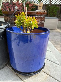 Cute succulent in nice blue ceramic pot