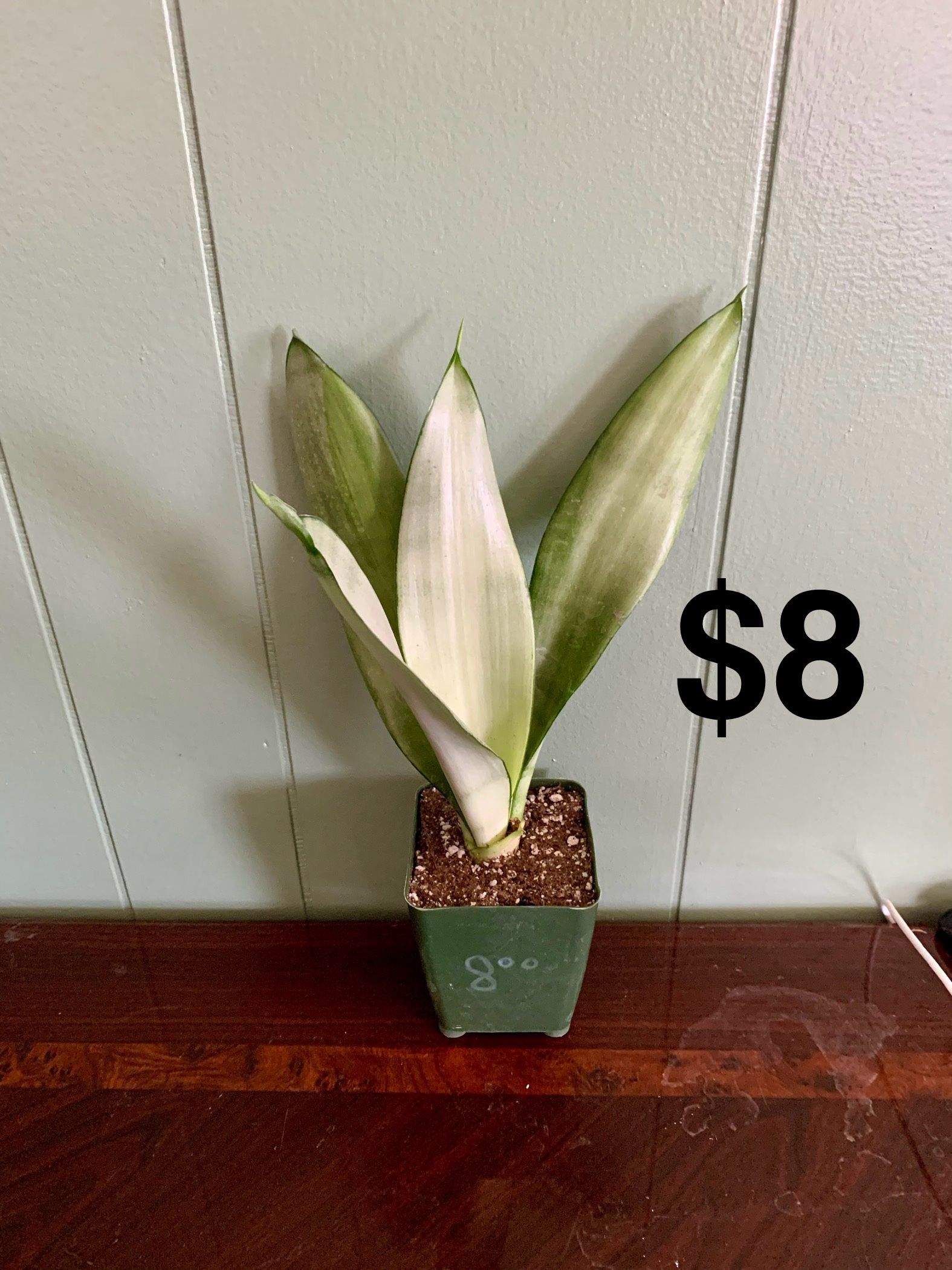 Moonshine Snake Plant
