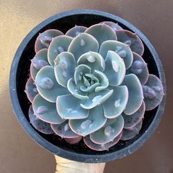 6” echeveria rain drop