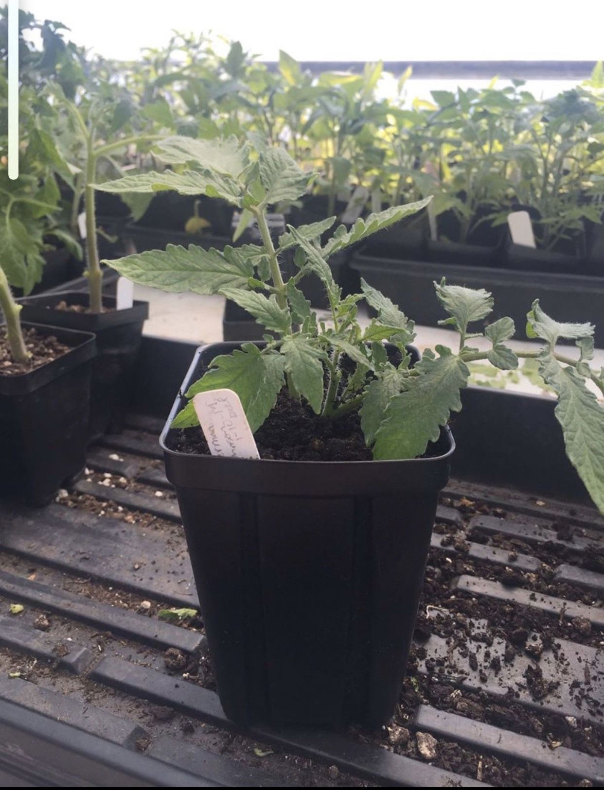 ORGANIC TOMATO PLANTS. 💯 I have grown these plants here and all of these are chosen to produce well in our area.