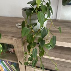 Vine Plant 