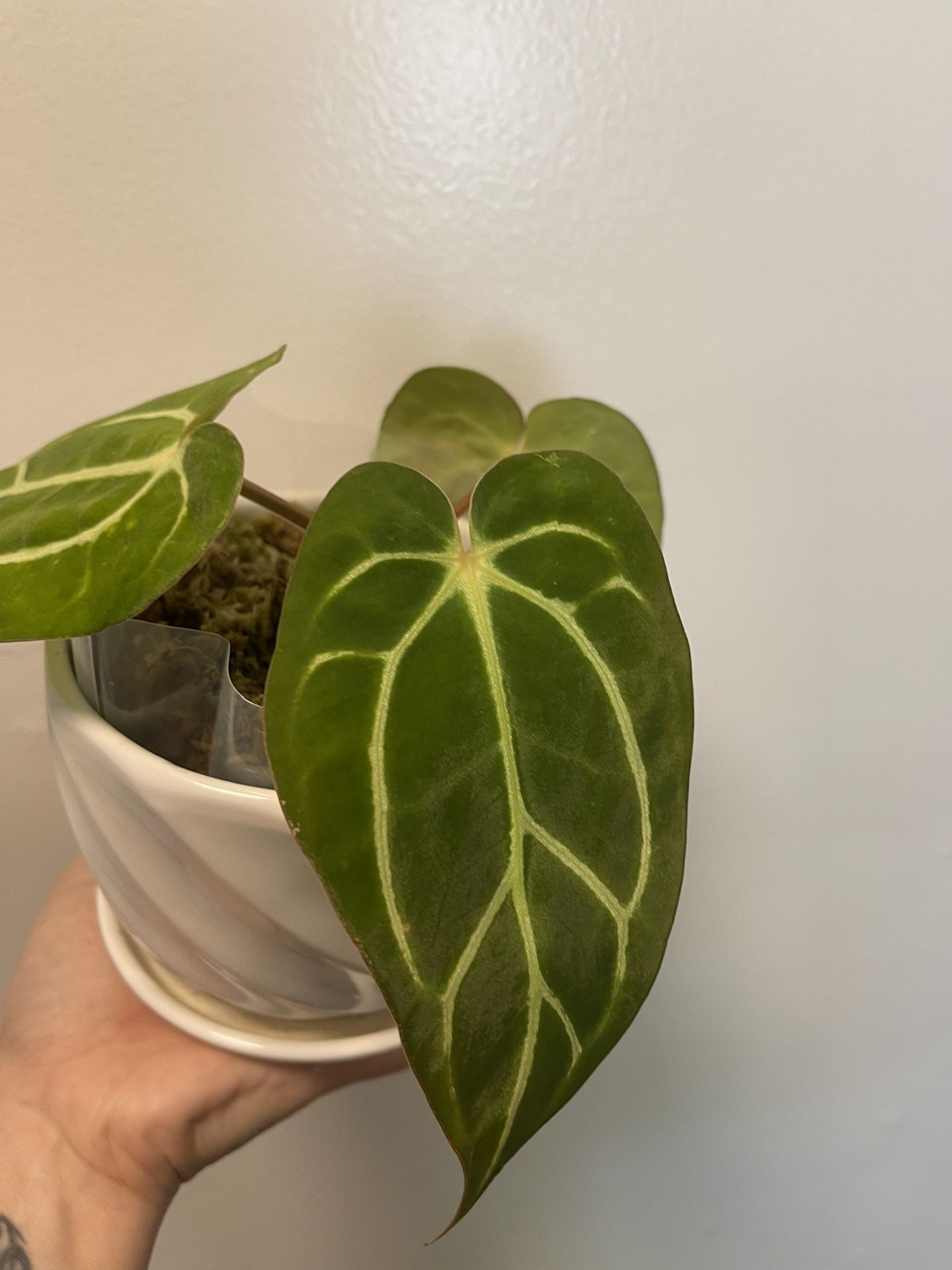 Anthurium Carla Blackii