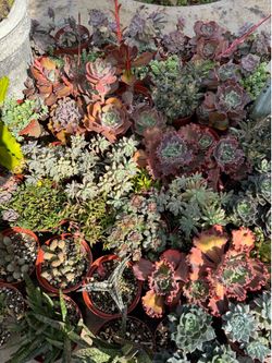 Succulent plants