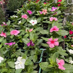 Vincas
