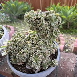 Crested Aeonium Sunburst Succulent