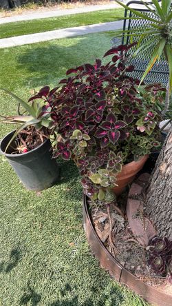 Planta grande $22
