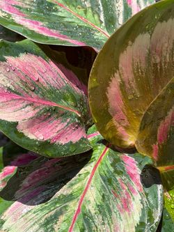 4” Calathea Roseo Picta Rosy💚🩷🩶